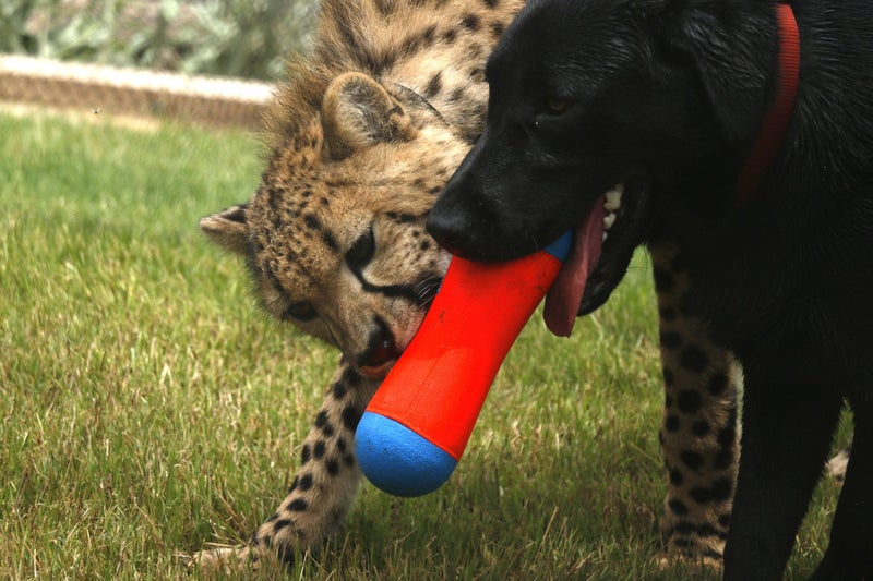 ChuckIt! Tumble Bumper Dog Toy, Medium - Image 2
